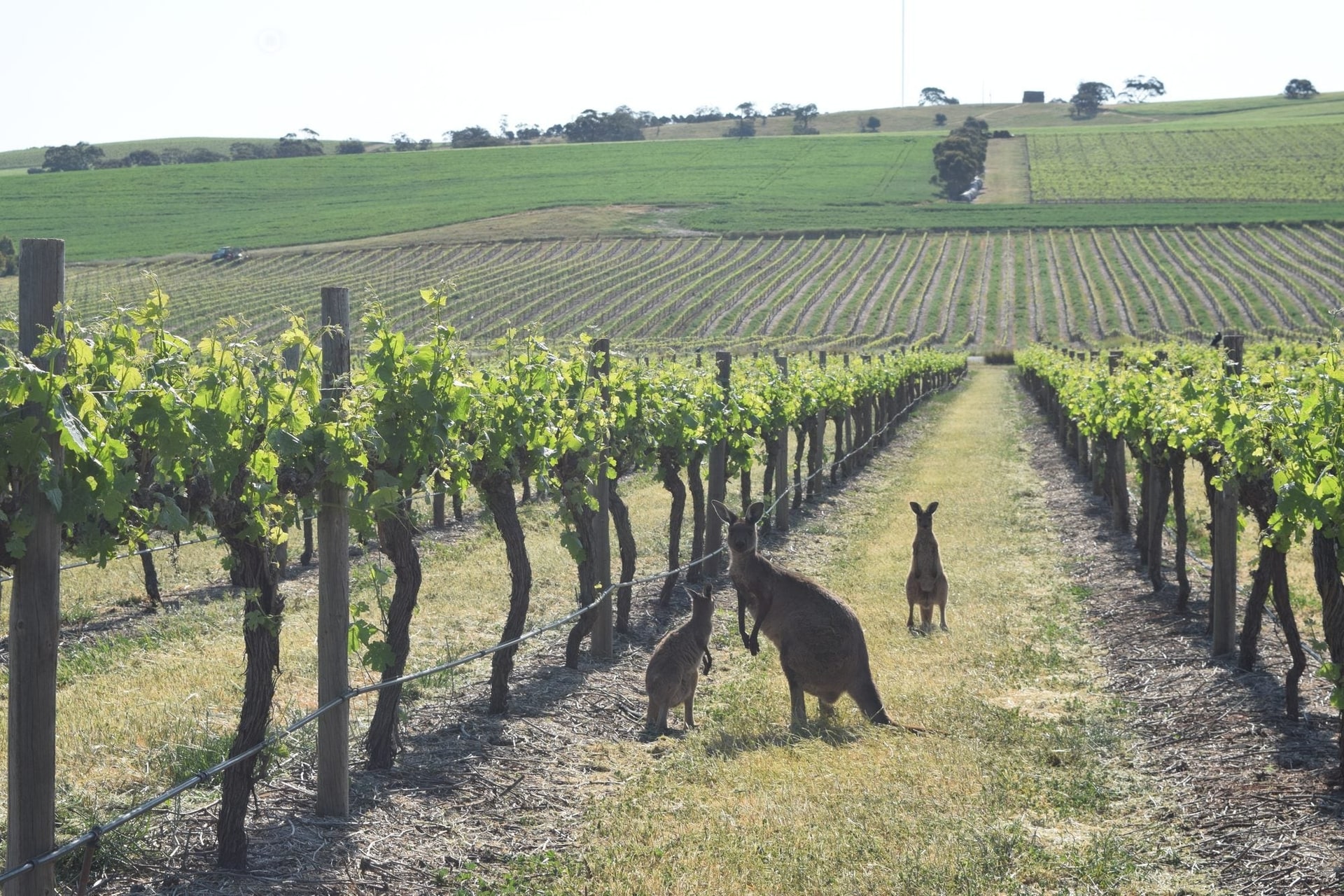 Kangaroos between the vine rows of a Barossa vineyard.