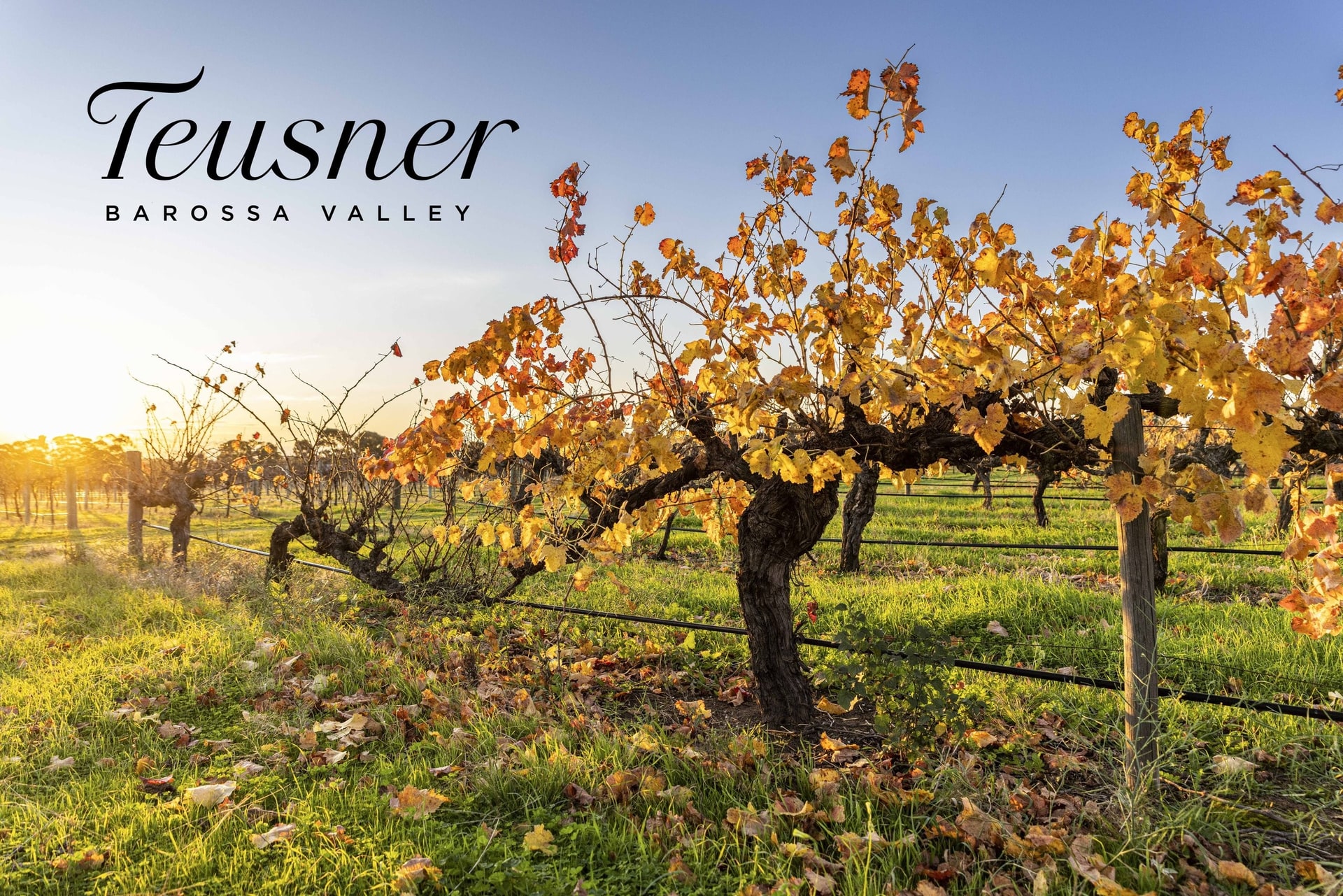 Autumn old vines in the Barossa, from Teusner Wines, with the Teusner logo.